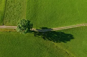 Salzkammergut: Drone image, field path with deciduous tree in a