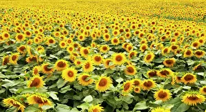 Resort: Drone photo, sunflowers (Helianthus annuus) in a