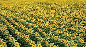 Resort: Drone photo, sunflowers (Helianthus annuus) in a