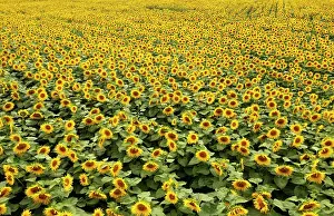 Resort: Drone photo, sunflowers (Helianthus annuus) in a