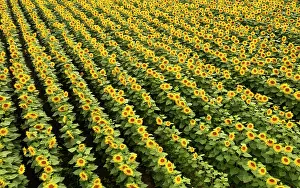 Resort: Drone photo, sunflowers (Helianthus annuus) in a