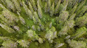 Overvi: Drone shot, boreal, arctic conifers, forest, moss