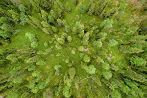 Overvi: Drone shot, boreal, arctic conifers, forest, moss