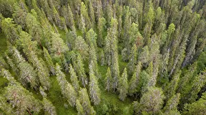 Overvi: Drone shot, boreal, arctic conifers, forest, moss