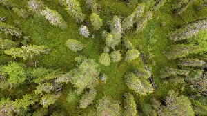 Overvi: Drone shot, boreal, arctic conifers, forest, moss