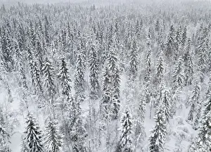 Swedish: Drone shot, snow-covered trees in the arctic forest