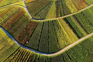 Bach: Drone shot, vineyards in autumn, near Str&, x2dc2696c;bach