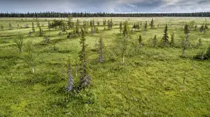 Betulaceae: Drone view, aerial photo, arctic boreal forest with