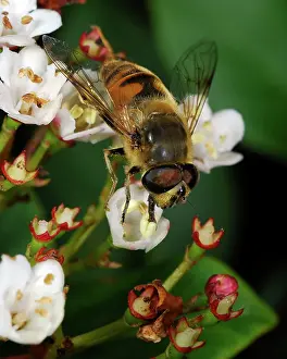 Hoverflies: Dronefly - male common garden hoverfly, feeding on pollen
