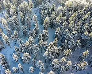 Drones: Drones shot, snow-covered Spruces (Picea) from above