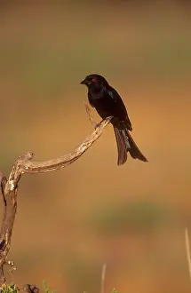 Drongo: Drongo - Showing forked tail and red eye