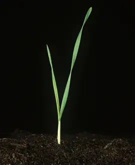 Weed: Drooping brome seedling