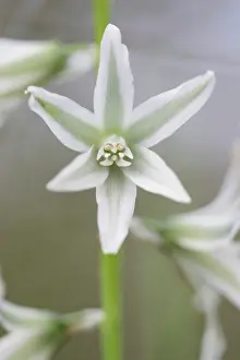Drooping: Drooping star of Bethlehem
