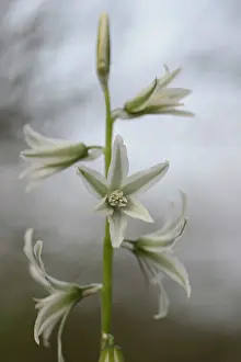 Drooping: Drooping star of Bethlehem (Ornithogalum nutans)