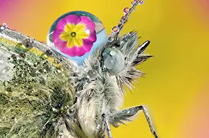Rapae: Drop of dew on the back of a Cabbage butterfly (Pieris