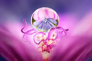 Stamens: Drop of dew suspended on the stamens of a mallow