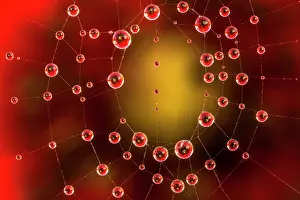 Rhoesas: Drops of dew on a spiderweb reflecting a Corn poppy