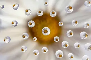 Leucanthemum: Drops on a piece of glass refracting a daisy