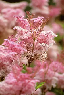 Meadowsweet: Dropwort
