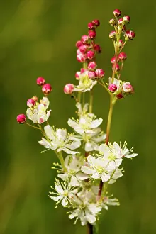 Filipendula: Dropwort - in flower on limestone grassland