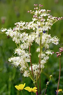 Filipendula: Dropwort - in flower - limestone grassland