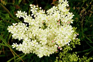 Filipendula: Dropwort - widespread plant of calcareous grassland