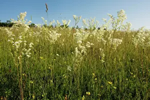 Filipendula: Dropwort - widespread plant of calcareous grassland