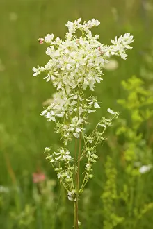 Filipendula: Dropwort - widespread plant of calcareous grassland