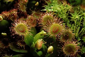 Drosera: Drosera rosea