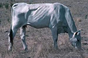 Starvation: Drought