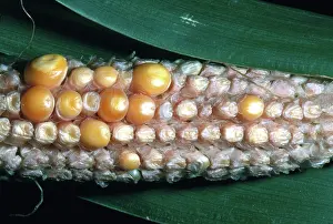 1988: Drought-affected Corn