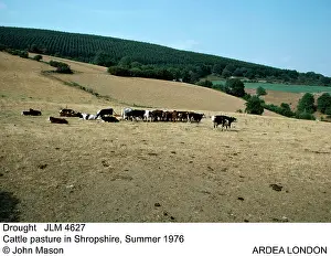 1976: DROUGHT - Cattle pasture, Summer 1976