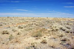 Totally: Drought - completely dried up pasture totally devoid