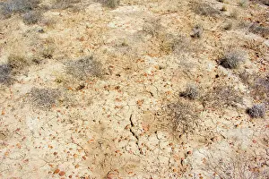 Totally: Drought - completely dried up pasture totally devoid