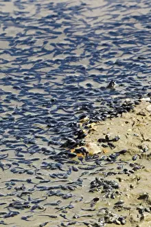 Bedfordshire: Drought - Tadpoles dying in dried up lake