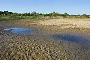 Bedfordshire: Drought - Tadpoles dying in dried up lake