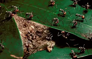 Adjacent: Drummer ants - warning off possible predators by