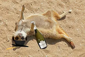 Alcoholic: Drunk Meerkat lying in the sand celebrating graduation