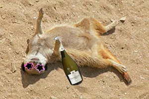 Alcoholic: Drunk Meerkat lying in the sand celebrating graduation