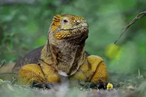 Isabela: Drusenkopf or Galapagos Iguana (Conolophus), Isabela