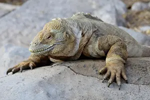 Conolophus: Drusenkopf or Galapagos Land Iguana (Conolophus