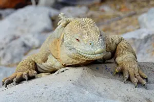 Conolophus: Drusenkopf or Galapagos Land Iguana (Conolophus
