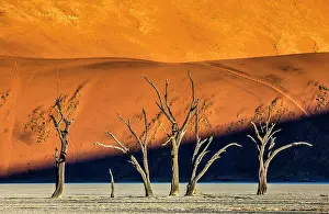 Sunsets: Dry beautiful trees on the background of the red