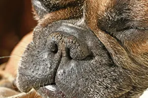 Nostril: Dry brachycephalic dog nose with narrow nostrils