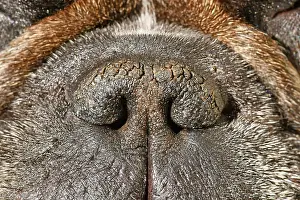 Nose: Dry brachycephalic dog nose with narrow nostrils