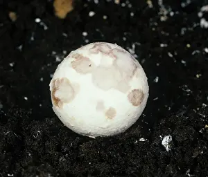 Verticillium: Dry Bubble Disease on Mushroom cap