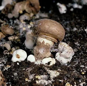Verticillium: Dry Bubble Disease on mushrooms
