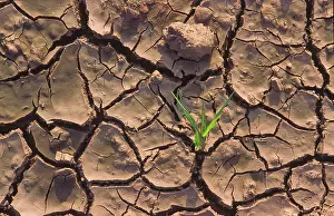 Anthony Harrison: Dry cracked muddy farmland with single shoot of