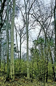 Cambodia: Dry deciduous forest, Cambodia