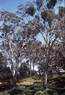 Eucalyptus: DRY EUCALYPTUS WOODLAND